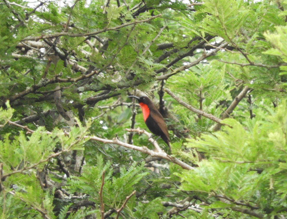 Scarlet-chested Sunbird - Anonymous