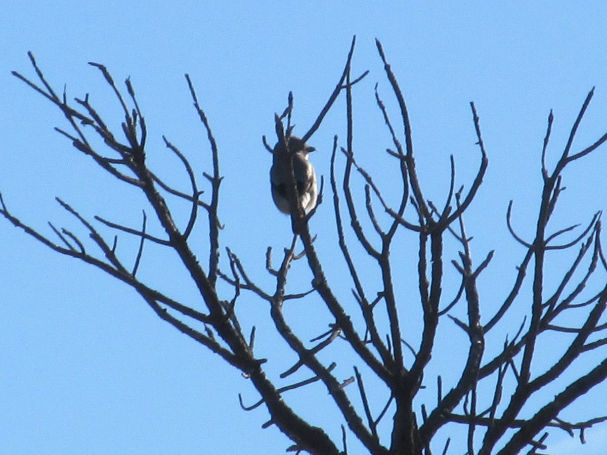 Northern Shrike - ML78033081