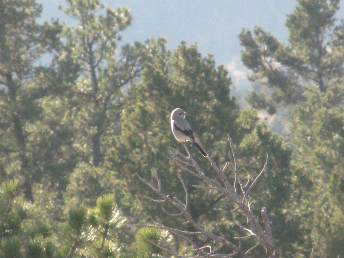Northern Shrike - ML78033091