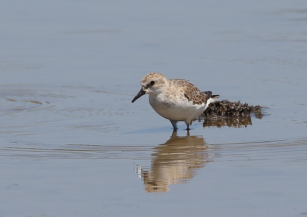 Red-necked Stint - ML78033111