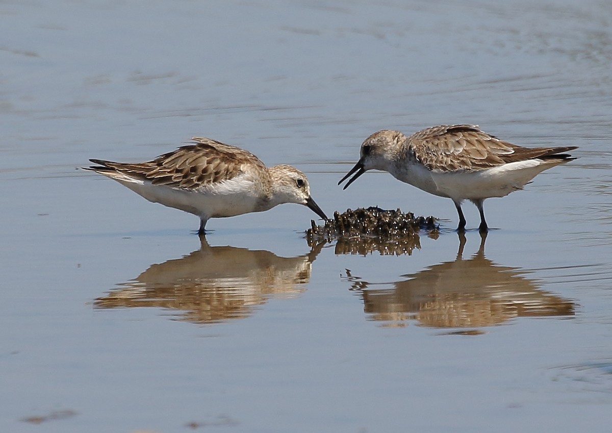 Red-necked Stint - ML78033141