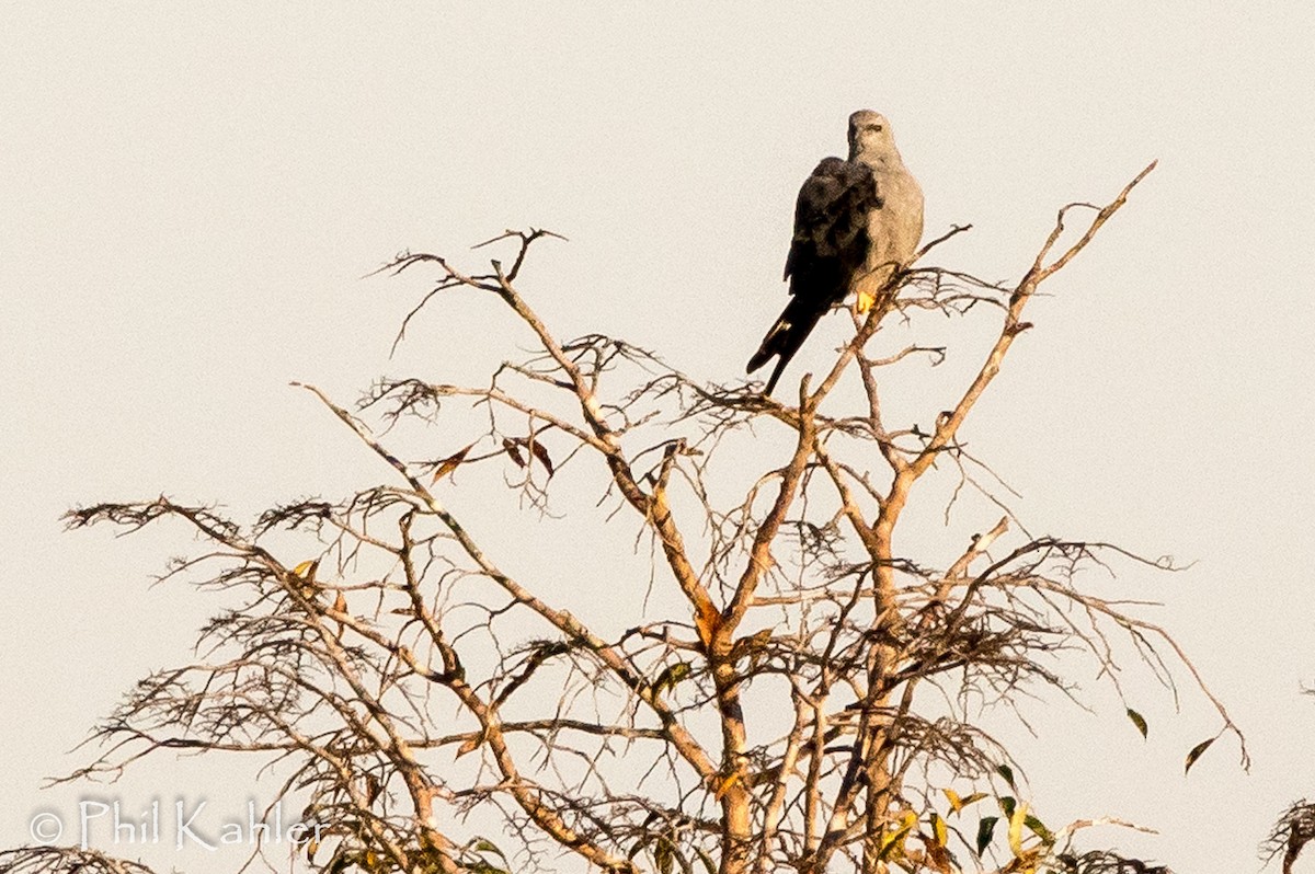 Plumbeous Kite - ML78035531