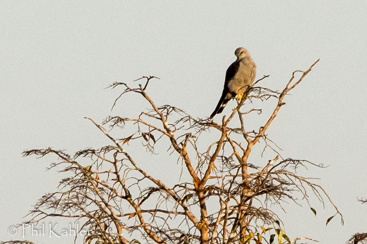 Plumbeous Kite - ML78035561