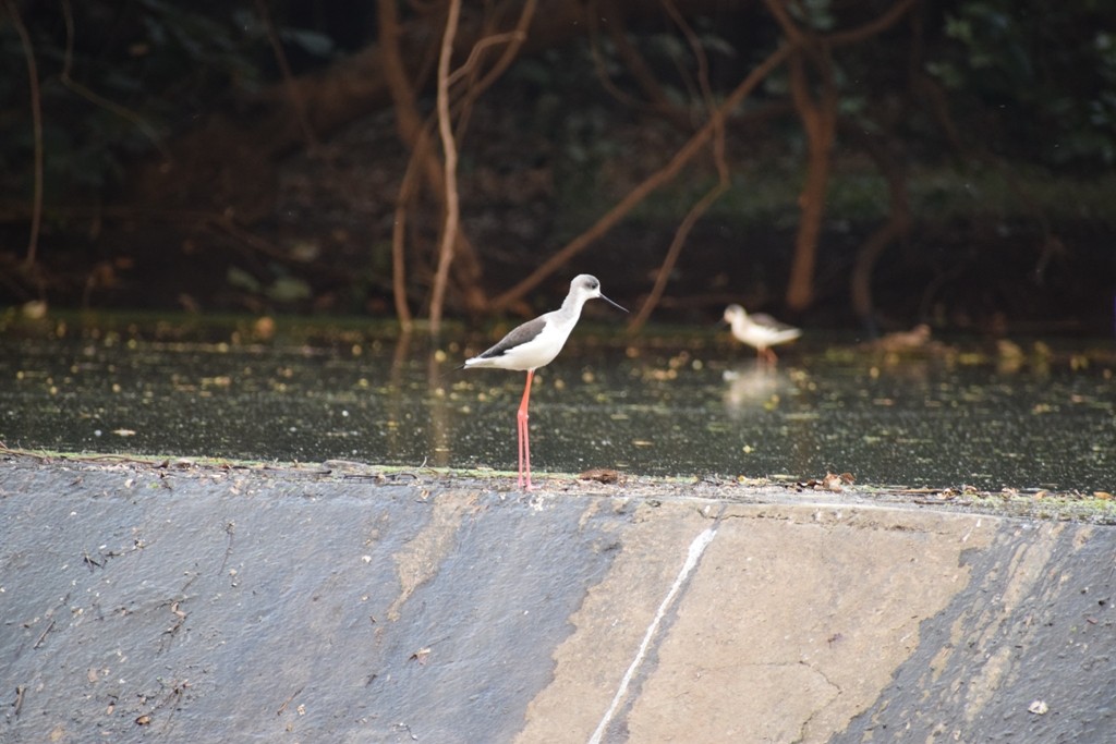 Black-winged Stilt - ML78035741