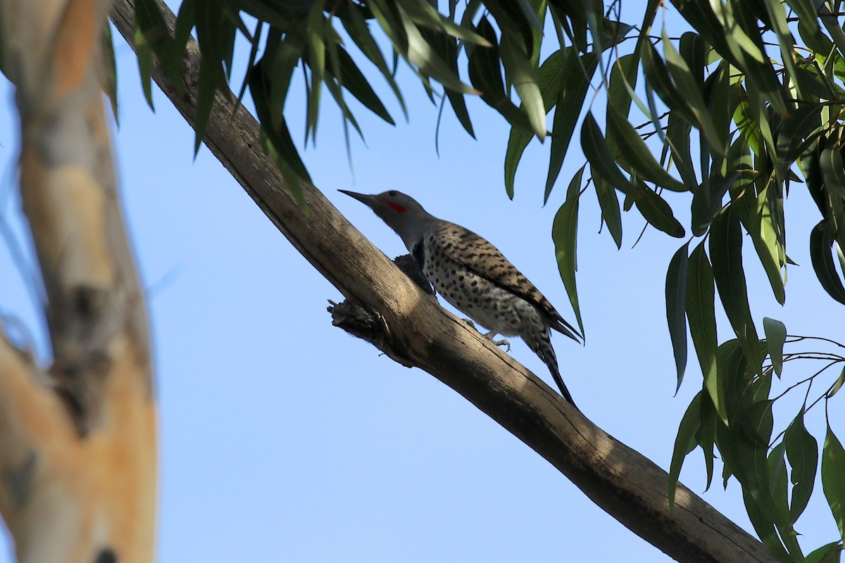 Northern Flicker (Red-shafted) - ML78035891