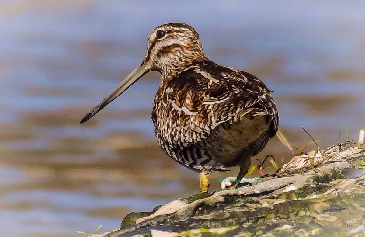 Solitary Snipe - ML78036381