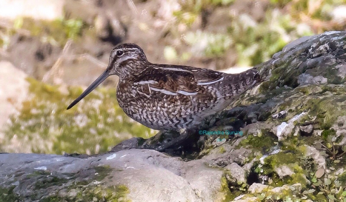 Solitary Snipe - ML78036391