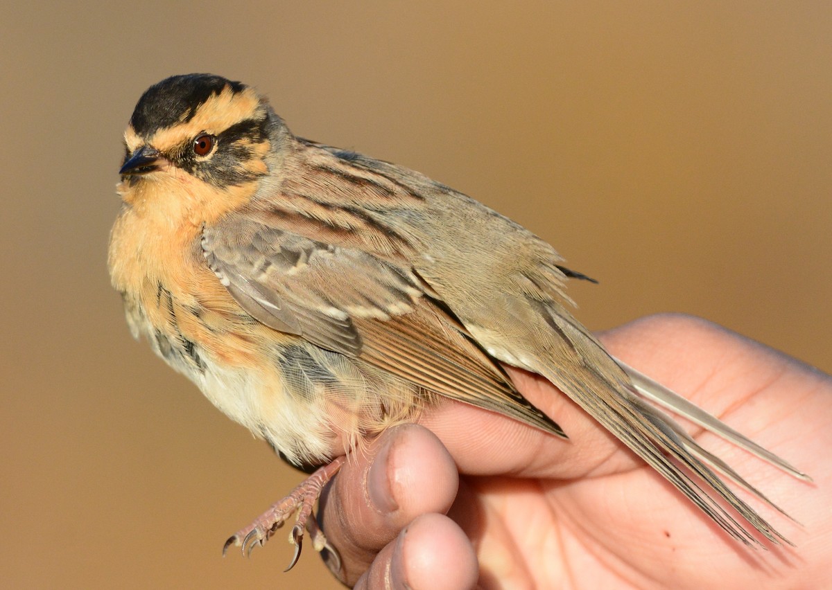Siberian Accentor - Batmunkh Davaasuren