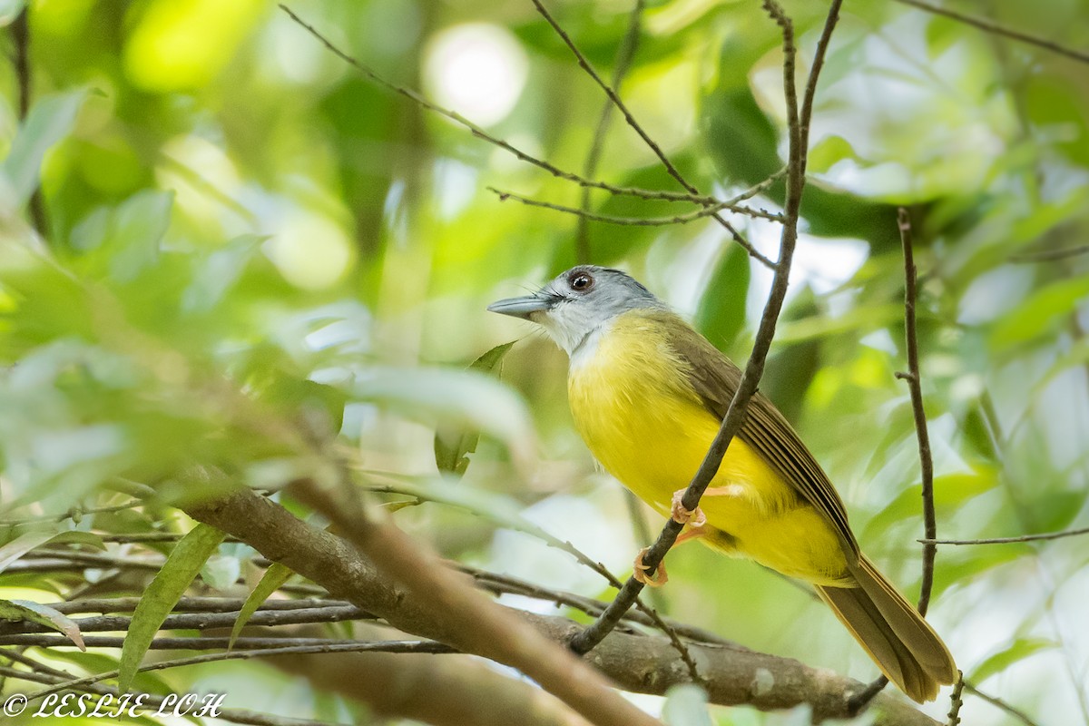 Yellow-bellied Bulbul - ML78039181