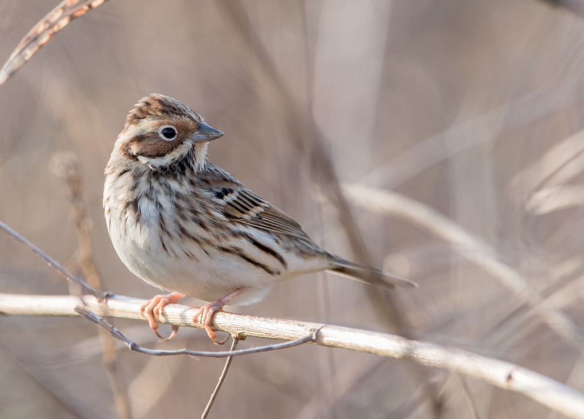 Little Bunting - Kai Pflug