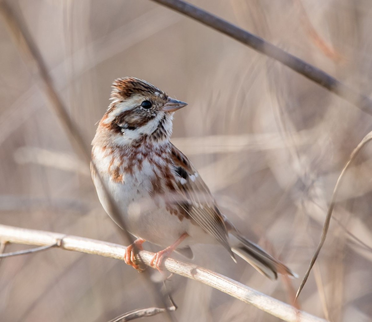 Rustic Bunting - ML78039461