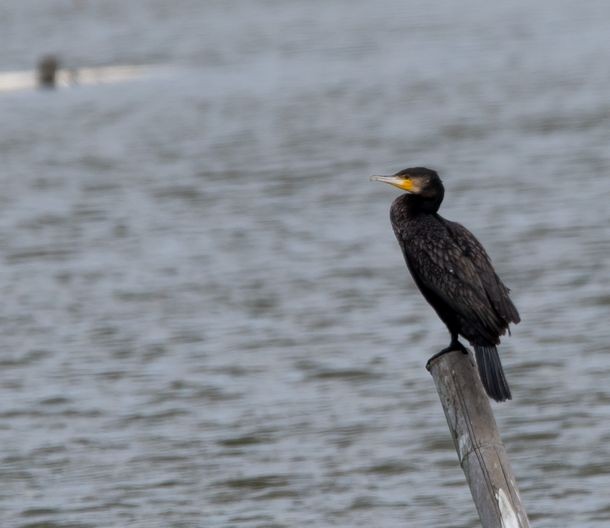 Cormorán Grande - ML78039471