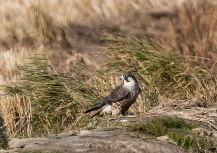 Peregrine Falcon - ML78039481