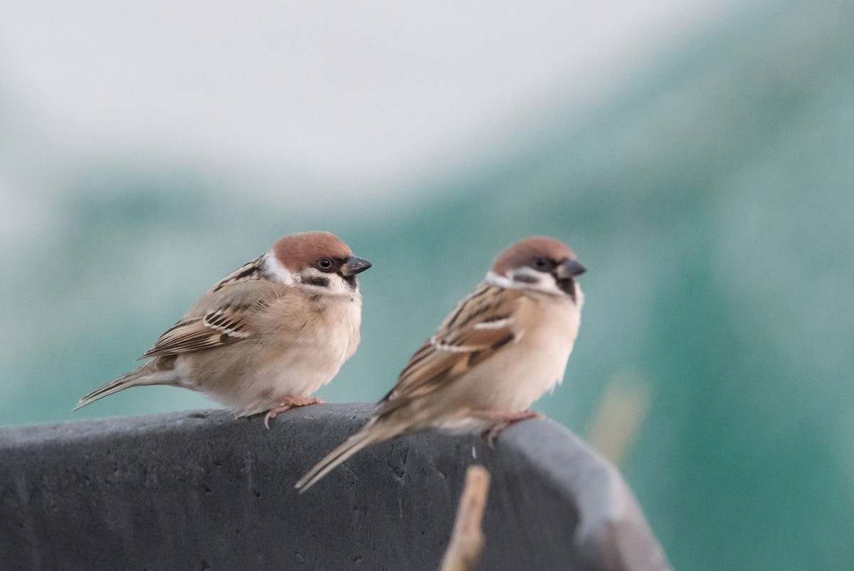 Eurasian Tree Sparrow - Kai Pflug