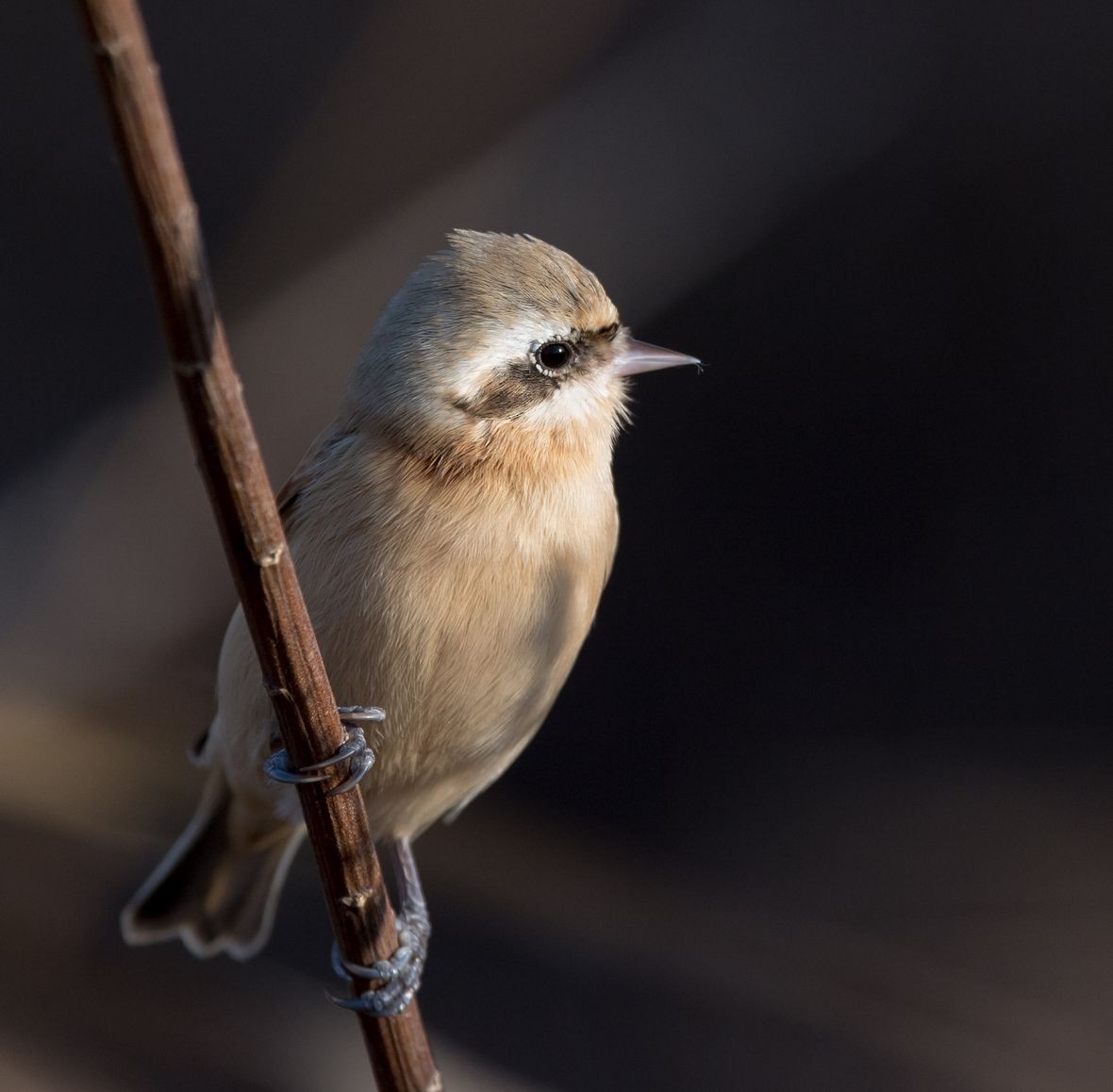 Chinese Penduline-Tit - ML78039521