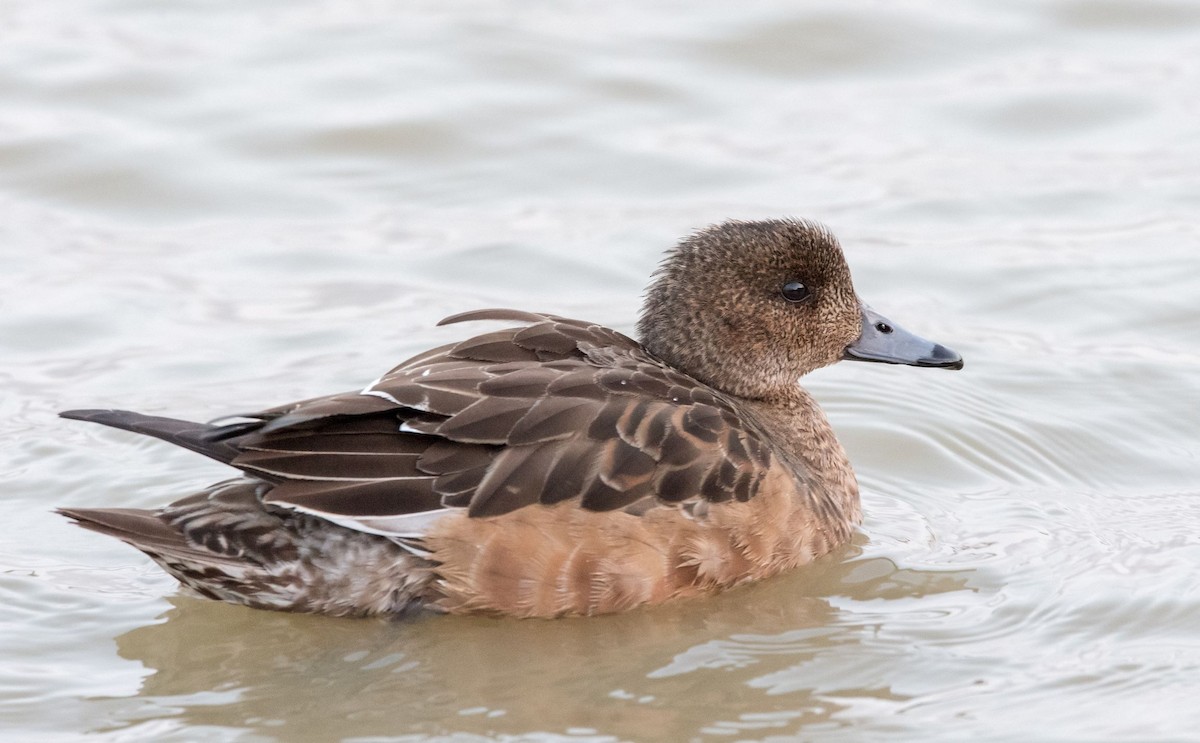 Eurasian Wigeon - ML78039541