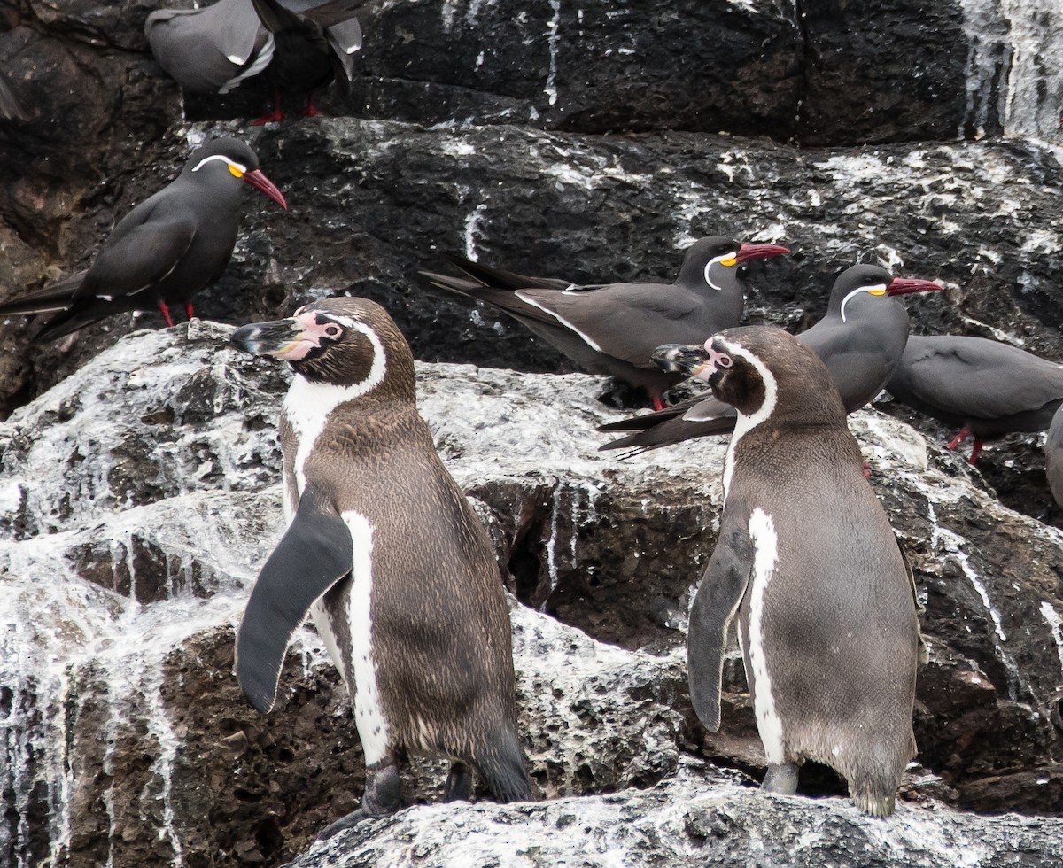 Humboldt Penguin - Jon Sund