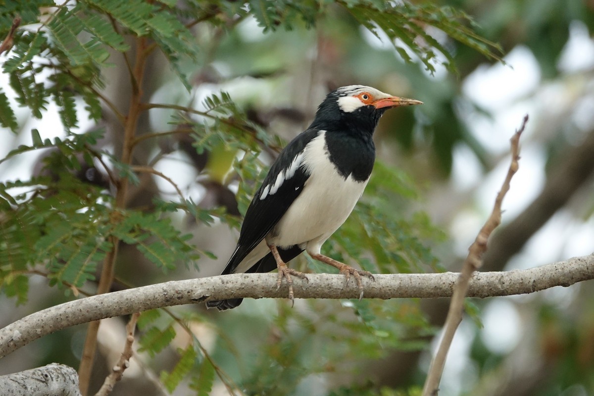 Siamese Pied Starling - Martin Brookes