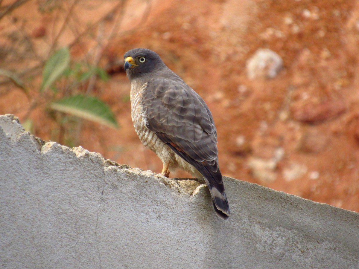 Roadside Hawk - ML78040931