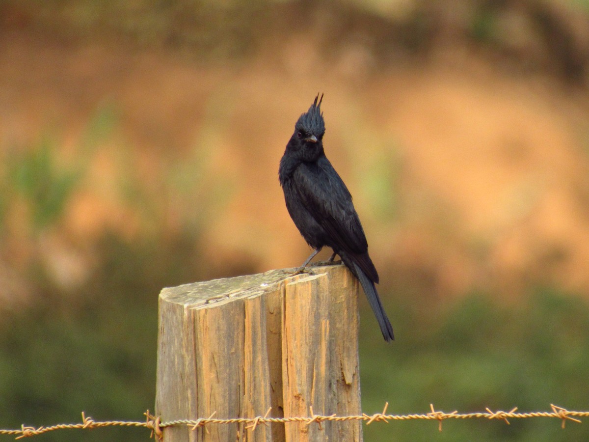 Crested Black-Tyrant - Victor Vale