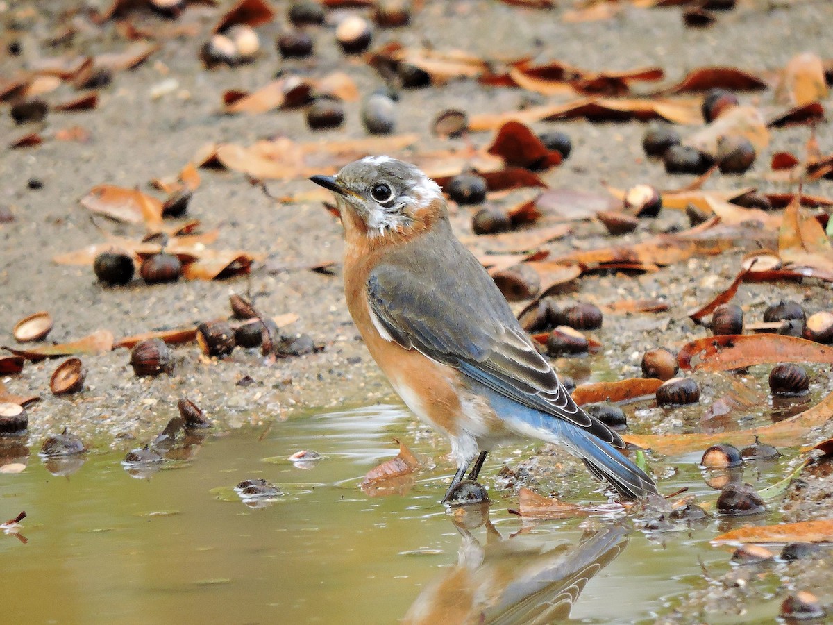 Eastern Bluebird - ML78043311