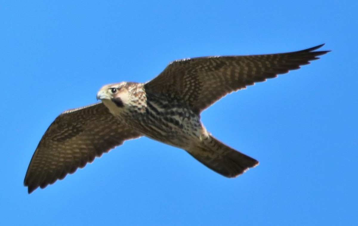 Peregrine Falcon - Petra Del Monte
