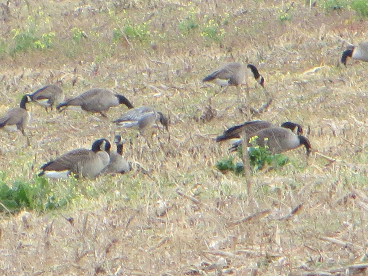 Snow Goose - ML78043371