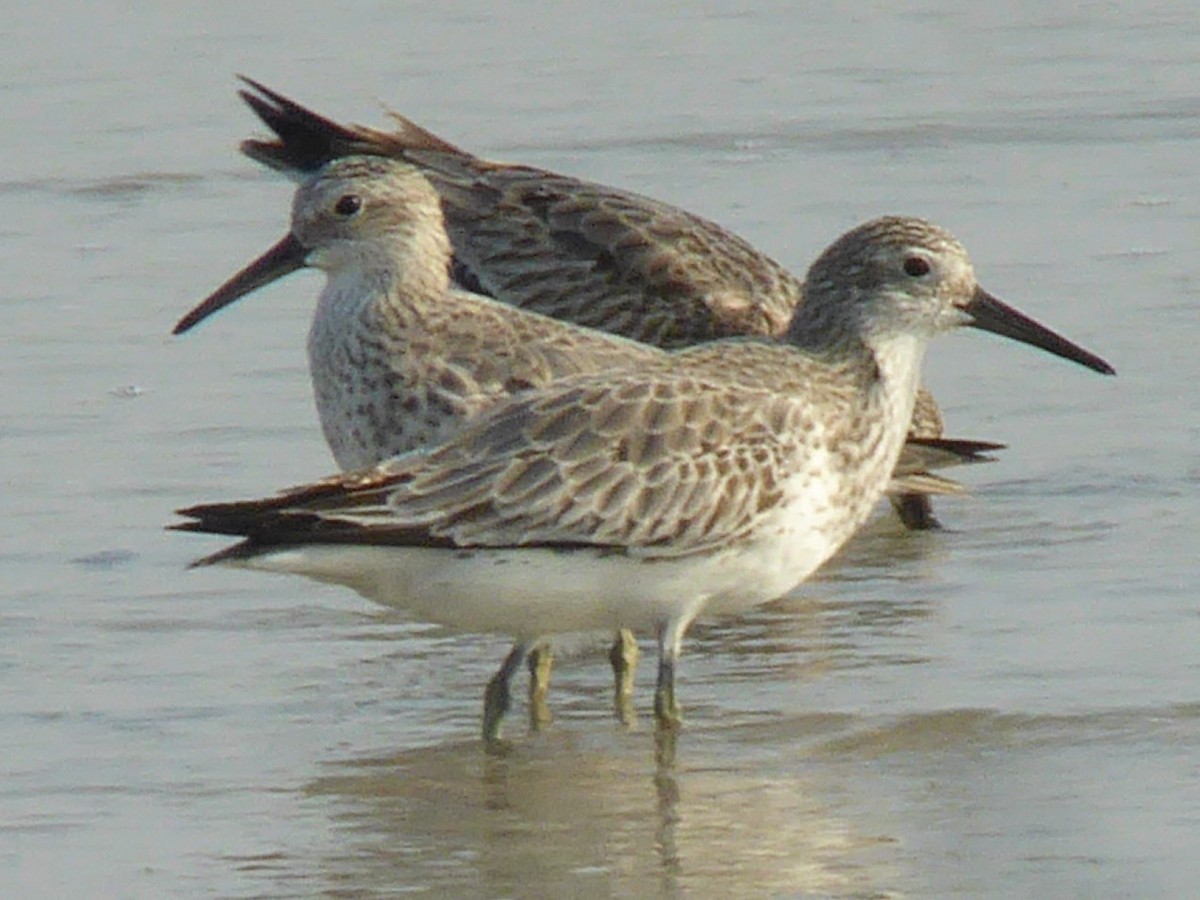 Great Knot - ML78044301