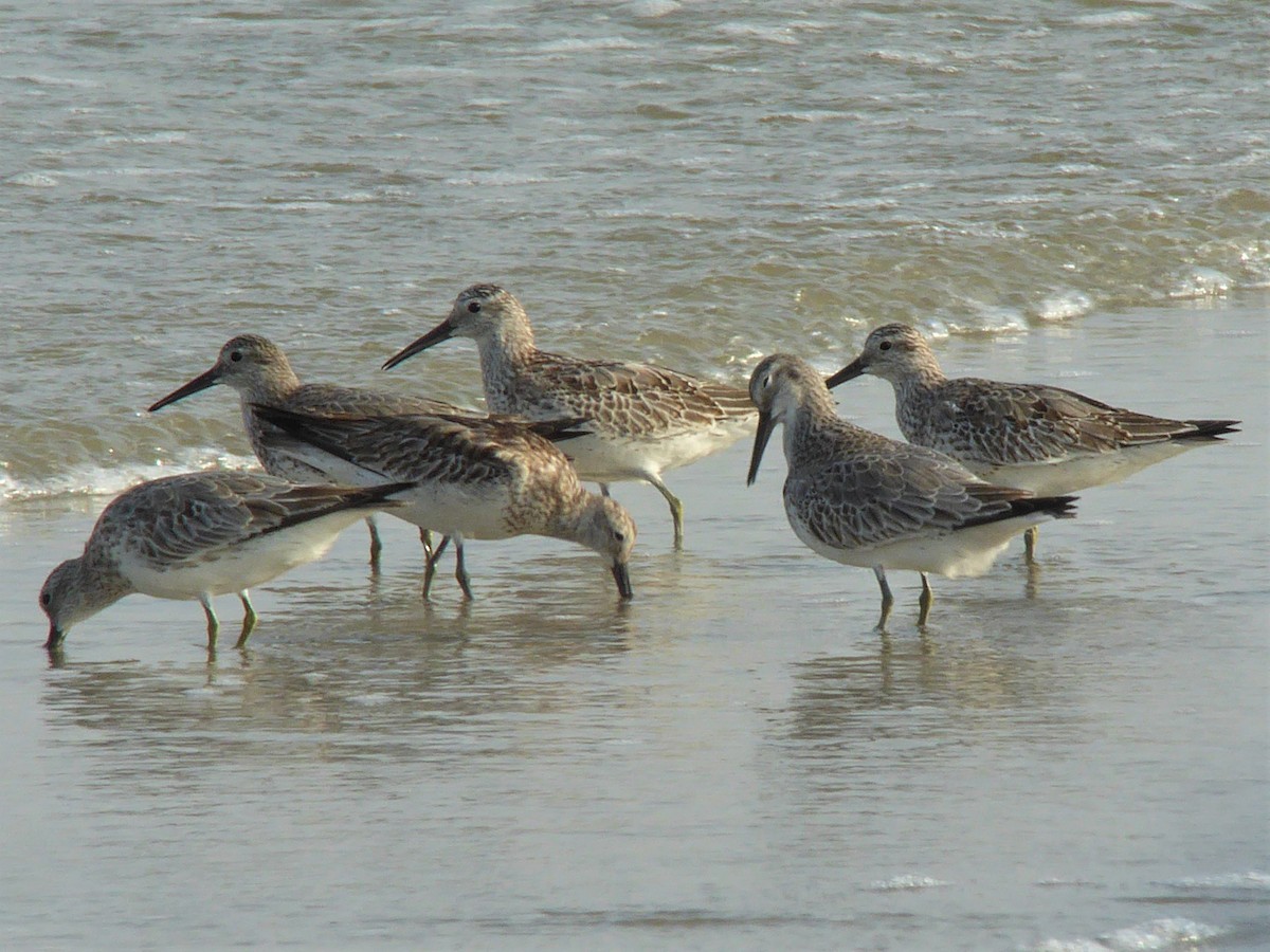 Great Knot - ML78044311