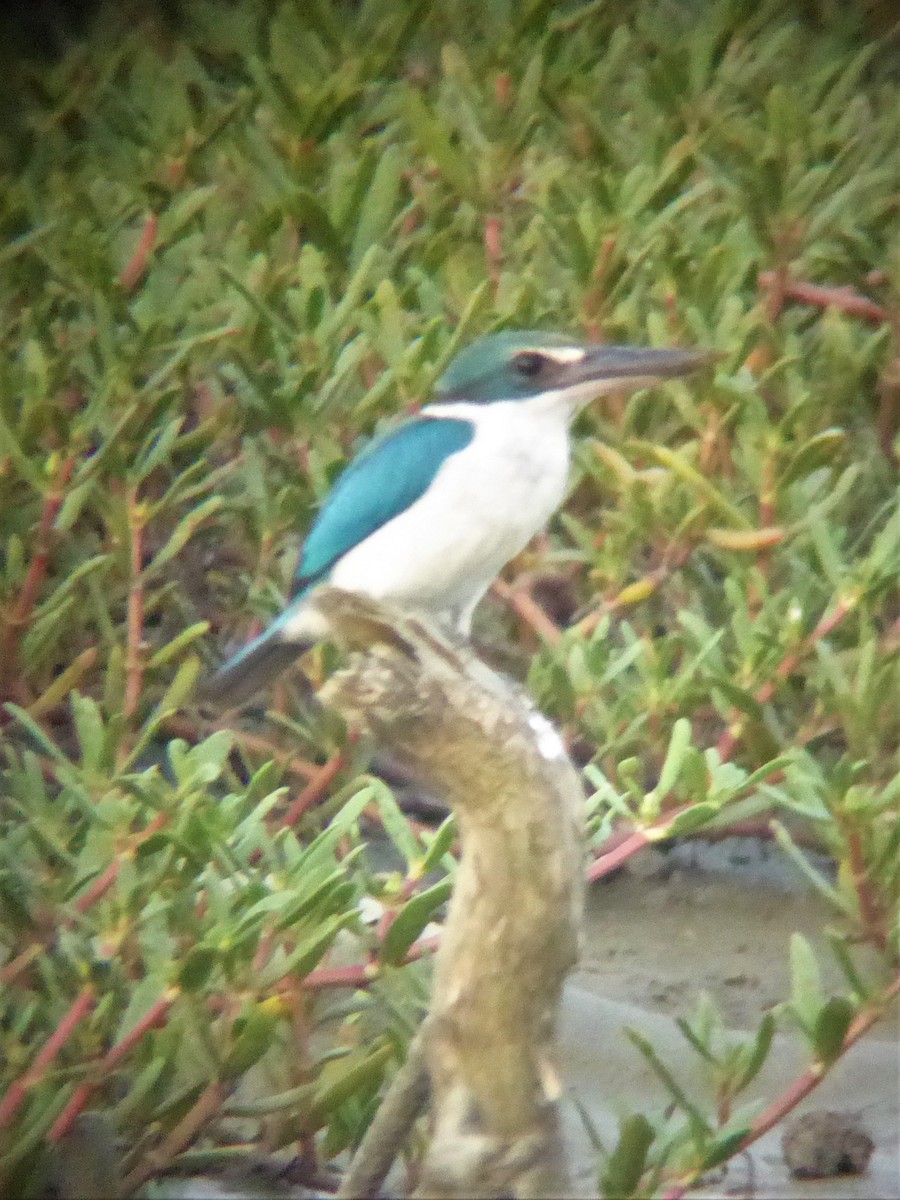 Collared Kingfisher (Oriental) - Martin Brookes