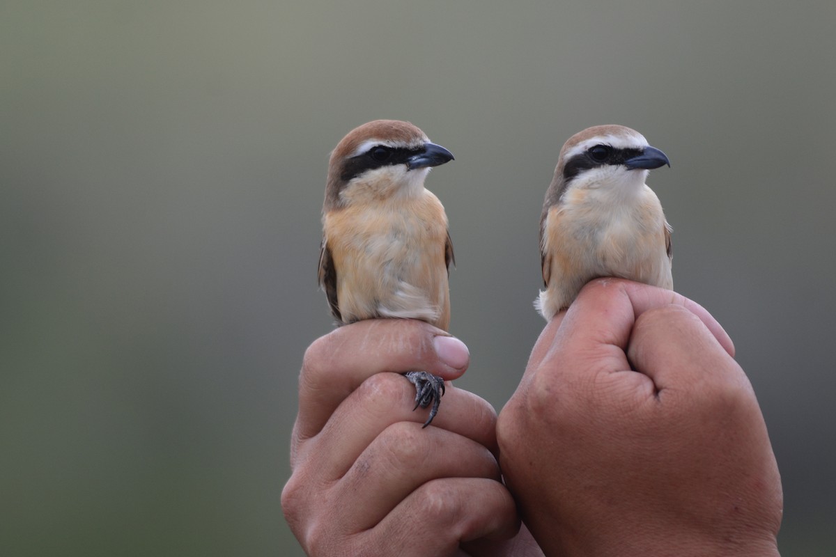 Brown Shrike - ML78044841