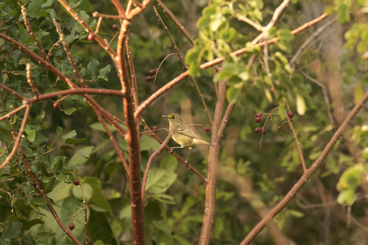 Thick-billed Vireo - ML78044971