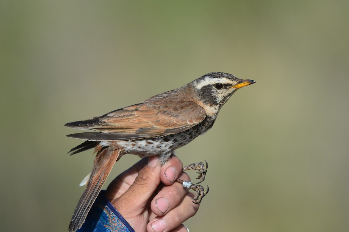 ツグミ／ハチジョウツグミ - eBird