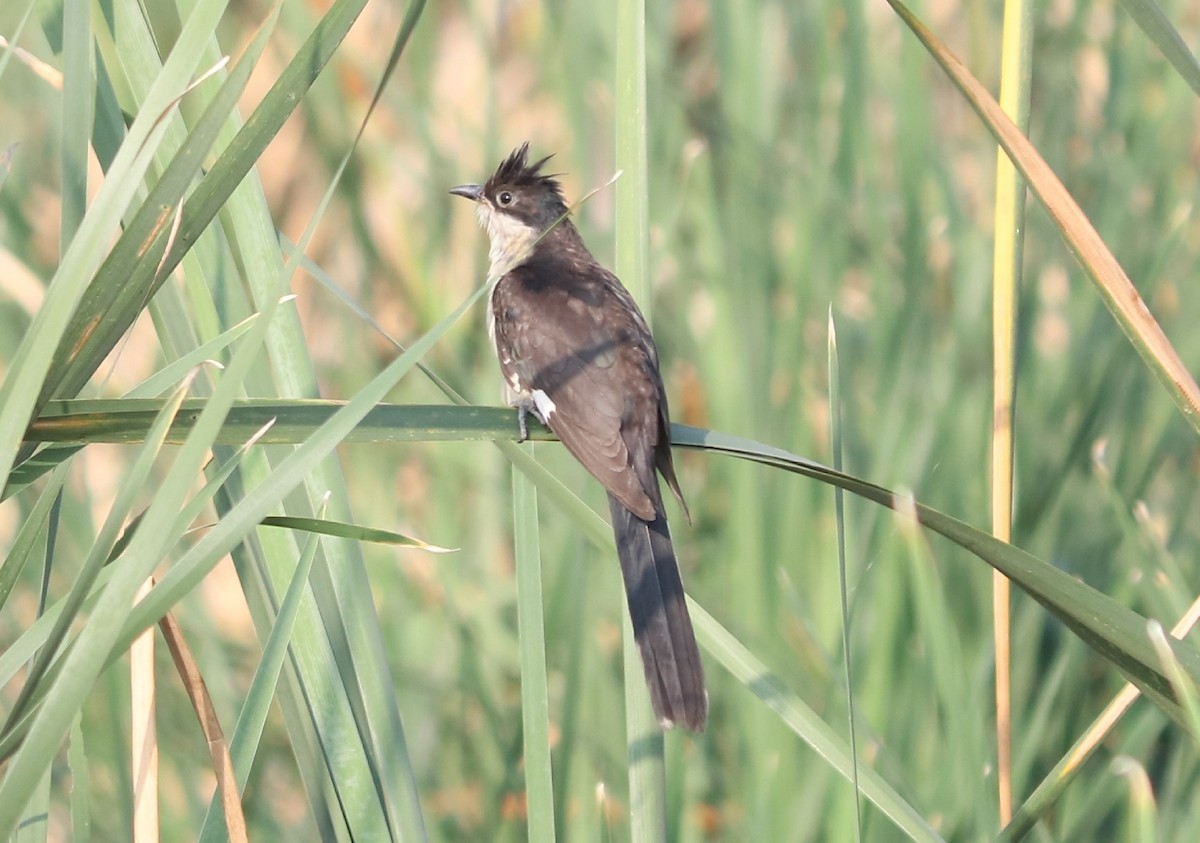 Pied Cuckoo - Elavarasan M