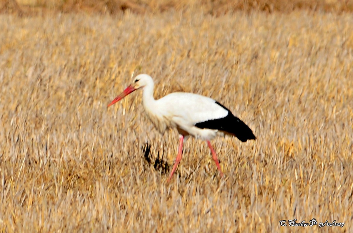 White Stork - Carl  Hawker