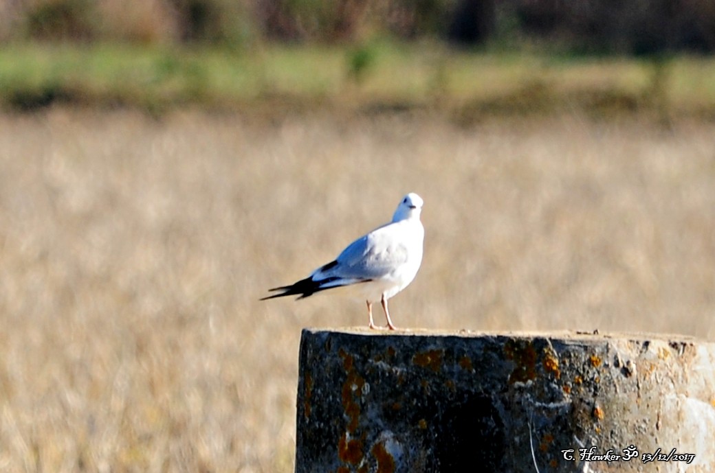 Black-headed Gull - ML78046771