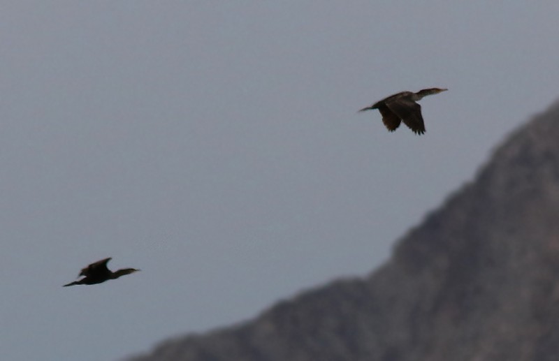 Neotropic Cormorant - ML78048511