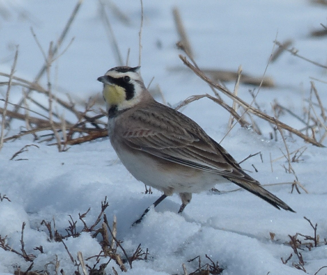 Horned Lark - Alain Sylvain