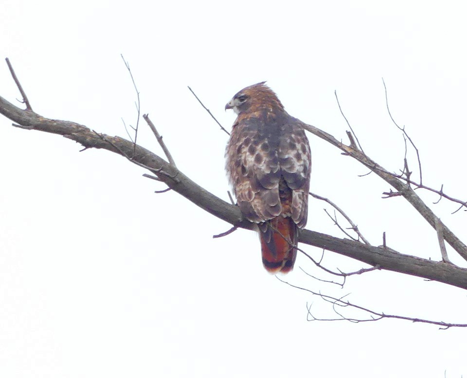 Red-tailed Hawk - ML78055041