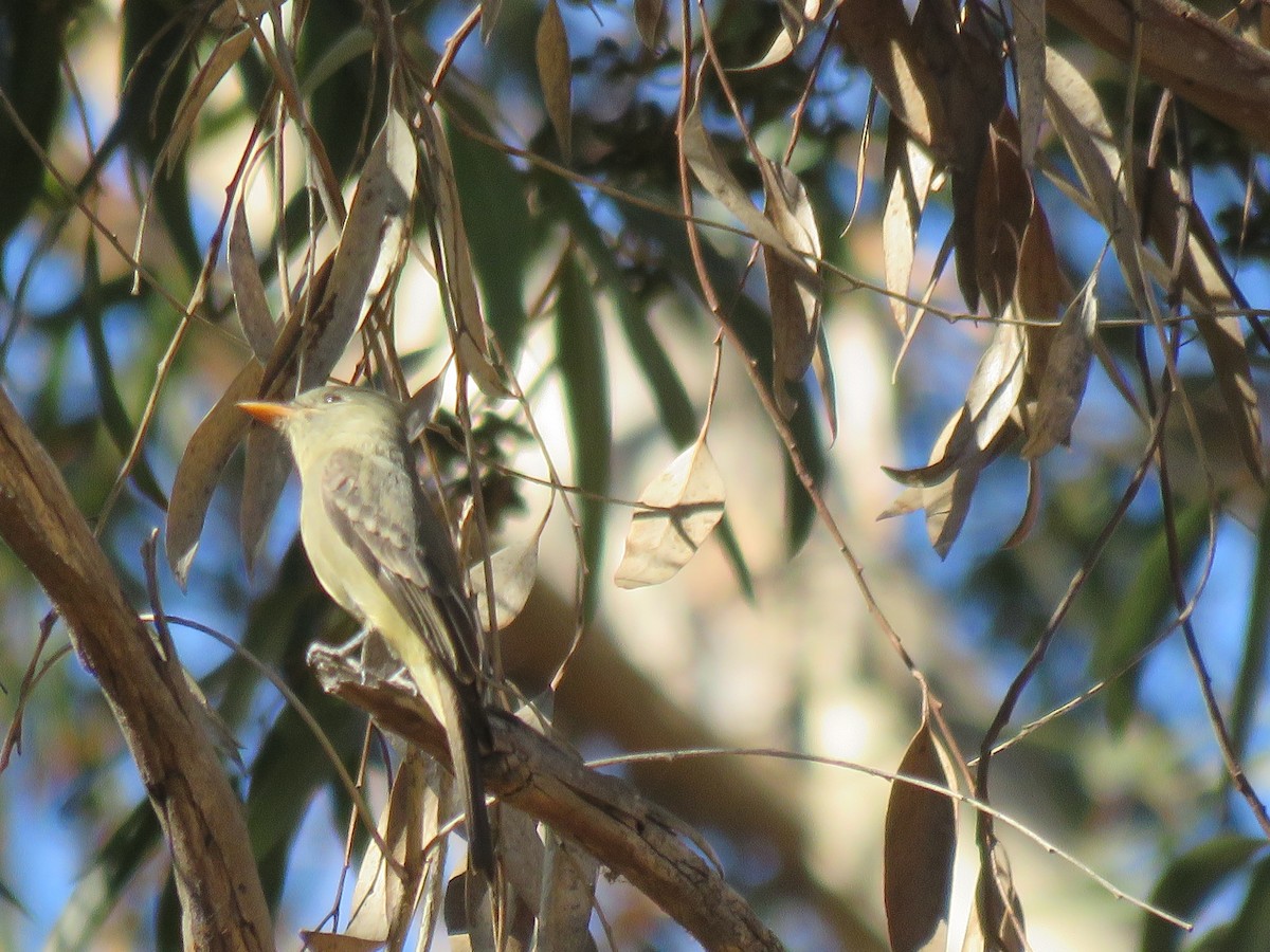 Greater Pewee - Suzi Holt