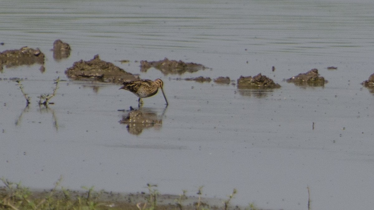 Common Snipe - Parmil Kumar