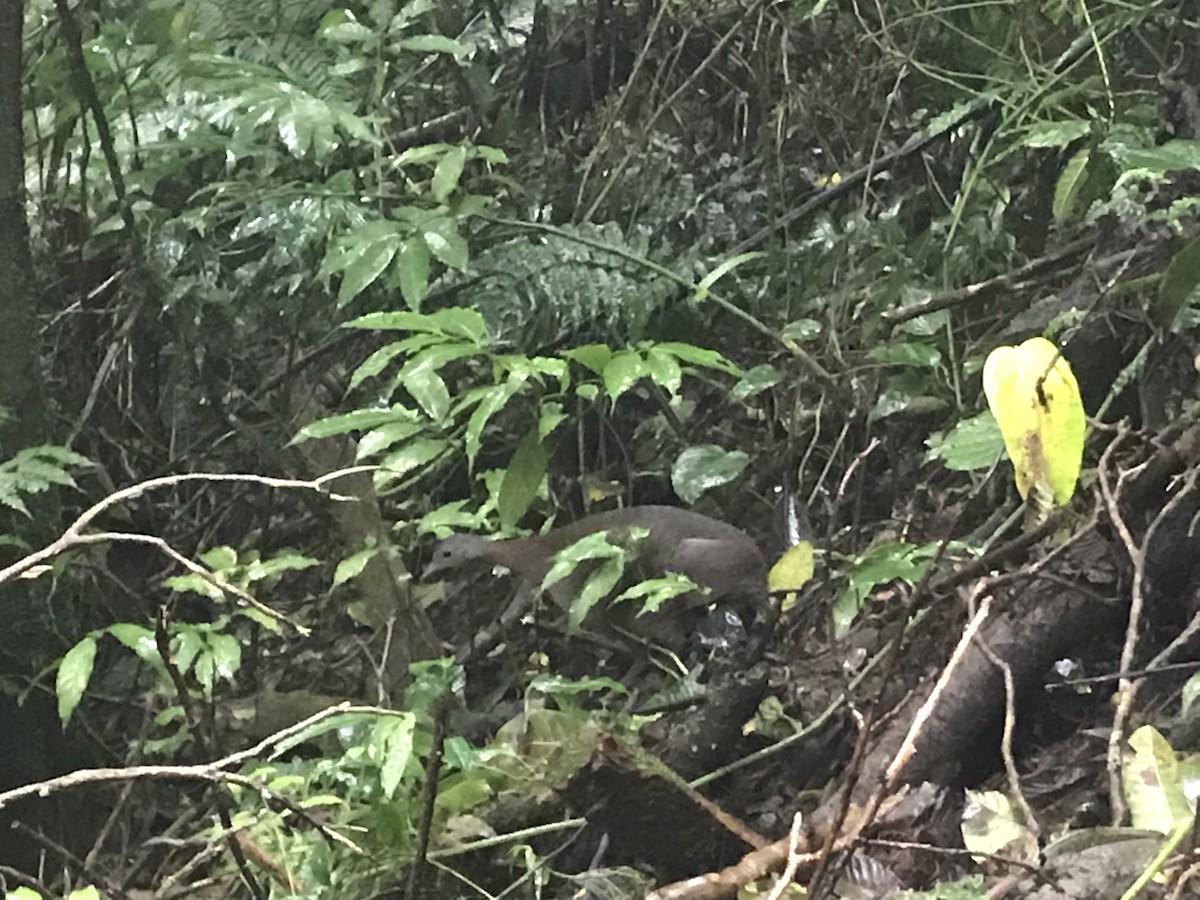 Highland Tinamou (Costa Rican) - ML78059461