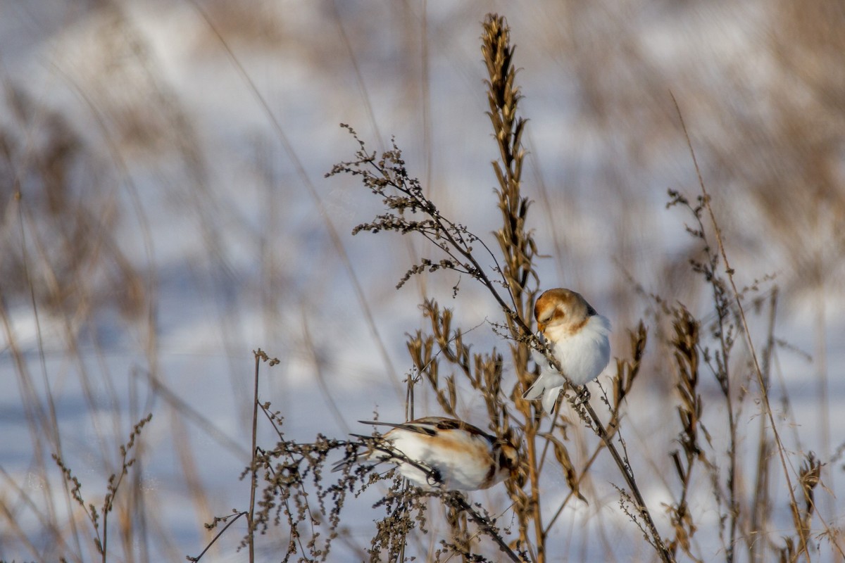 Snow Bunting - ML78059491