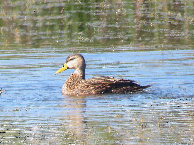 Mottled Duck - ML78059881