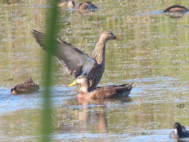 Mottled Duck - ML78059951