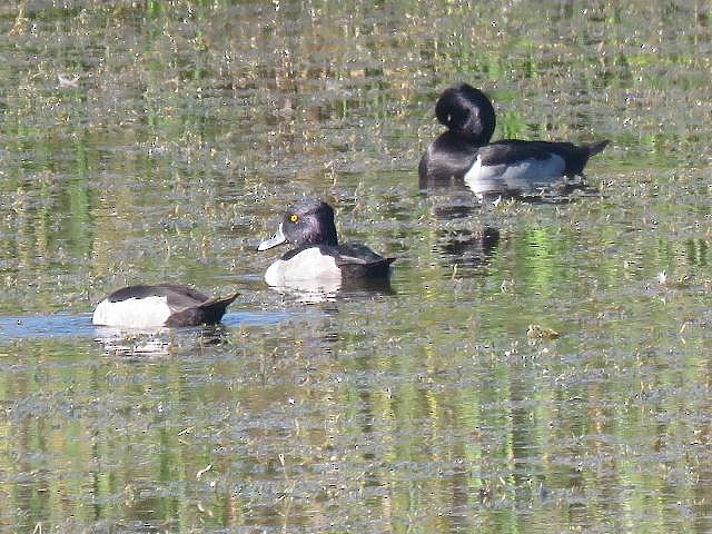 Ring-necked Duck - ML78060031