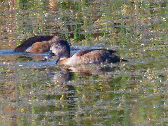 Ring-necked Duck - ML78060051
