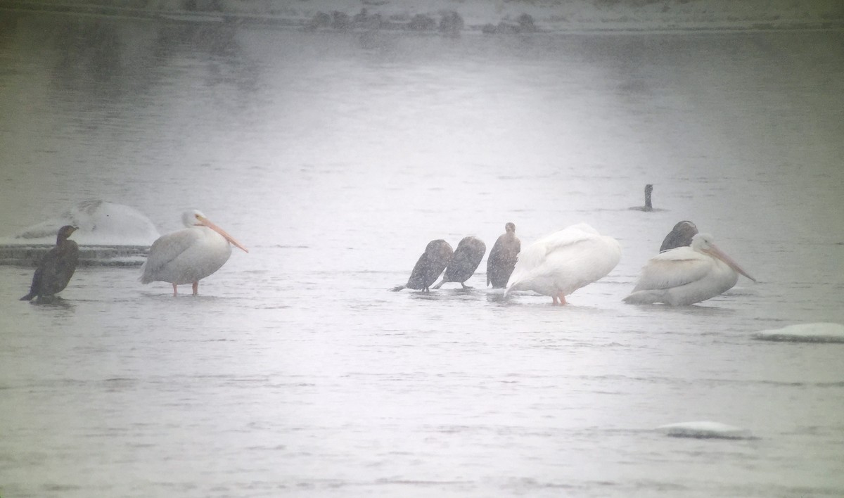 American White Pelican - Stuart Malcolm