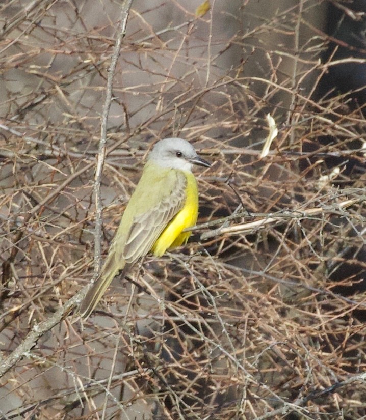 Couch's Kingbird - ML78061661