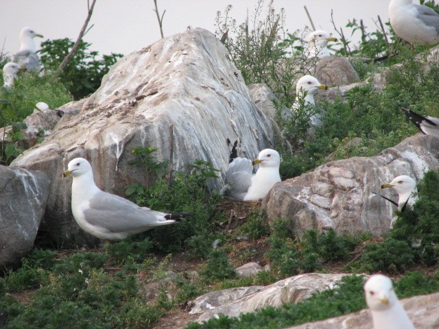 Ring-billed Gull - ML78061851